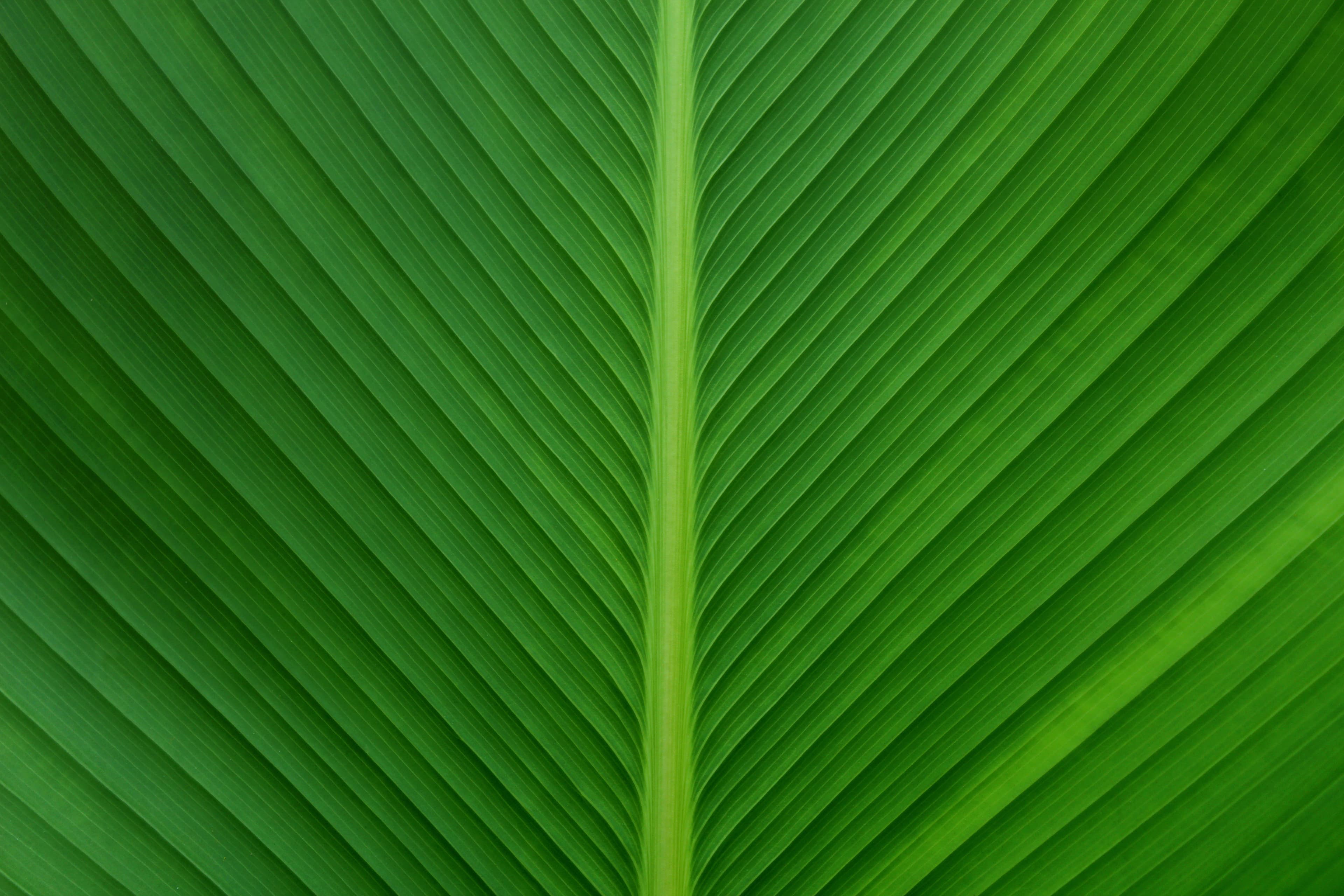 Close-up of the veins of a banana leaf