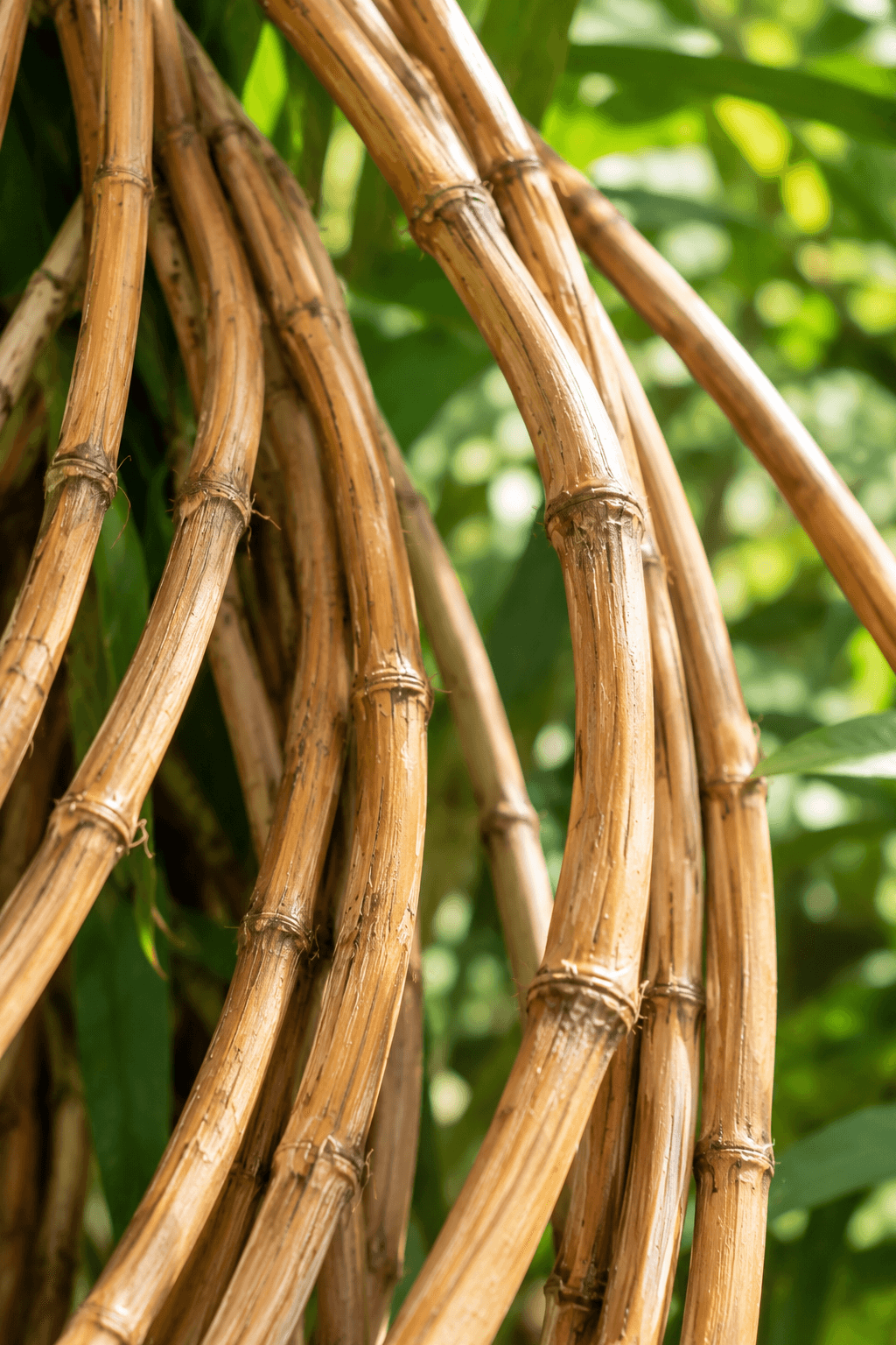 Arching stems of rattan palm among leaves